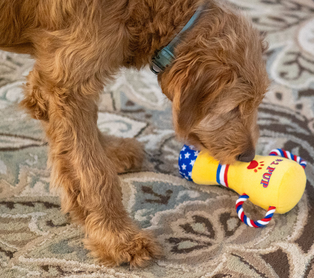 Dog sitting on a wooden floor with a person holding a yellow dog toy featuring red, white, and blue accents.