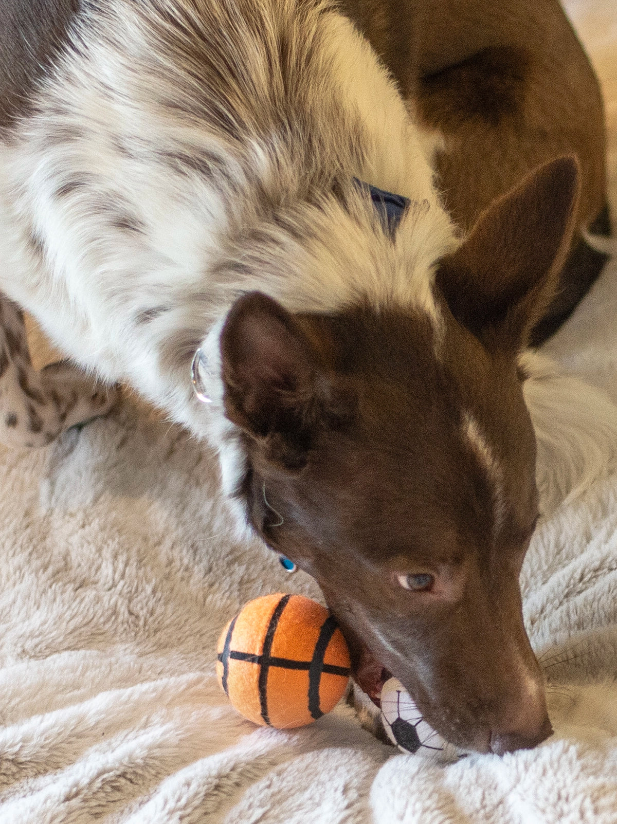 ThoozyPet Tennis Ball Assorted (Baseball / Basketball / Soccer) Fetch Dog Toy 2.5"