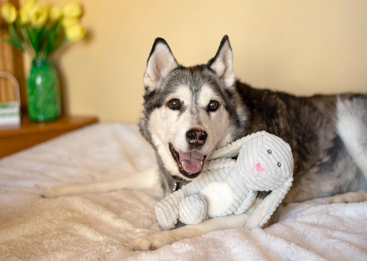 ThoozyPet Tuff & Cuddly Bunny Plush Dog Toy 12.5"