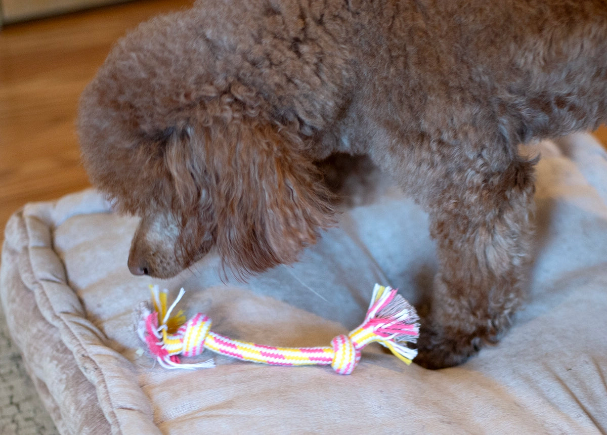 ThoozyPet 2-Knot Rope Dog Toy Orange / Teal 8.5"