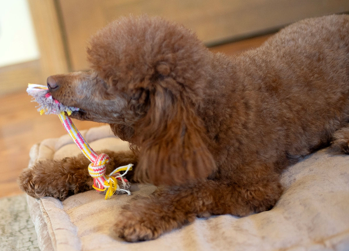 ThoozyPet 2-Knot Rope Dog Toy Yellow / Pink 8.5"