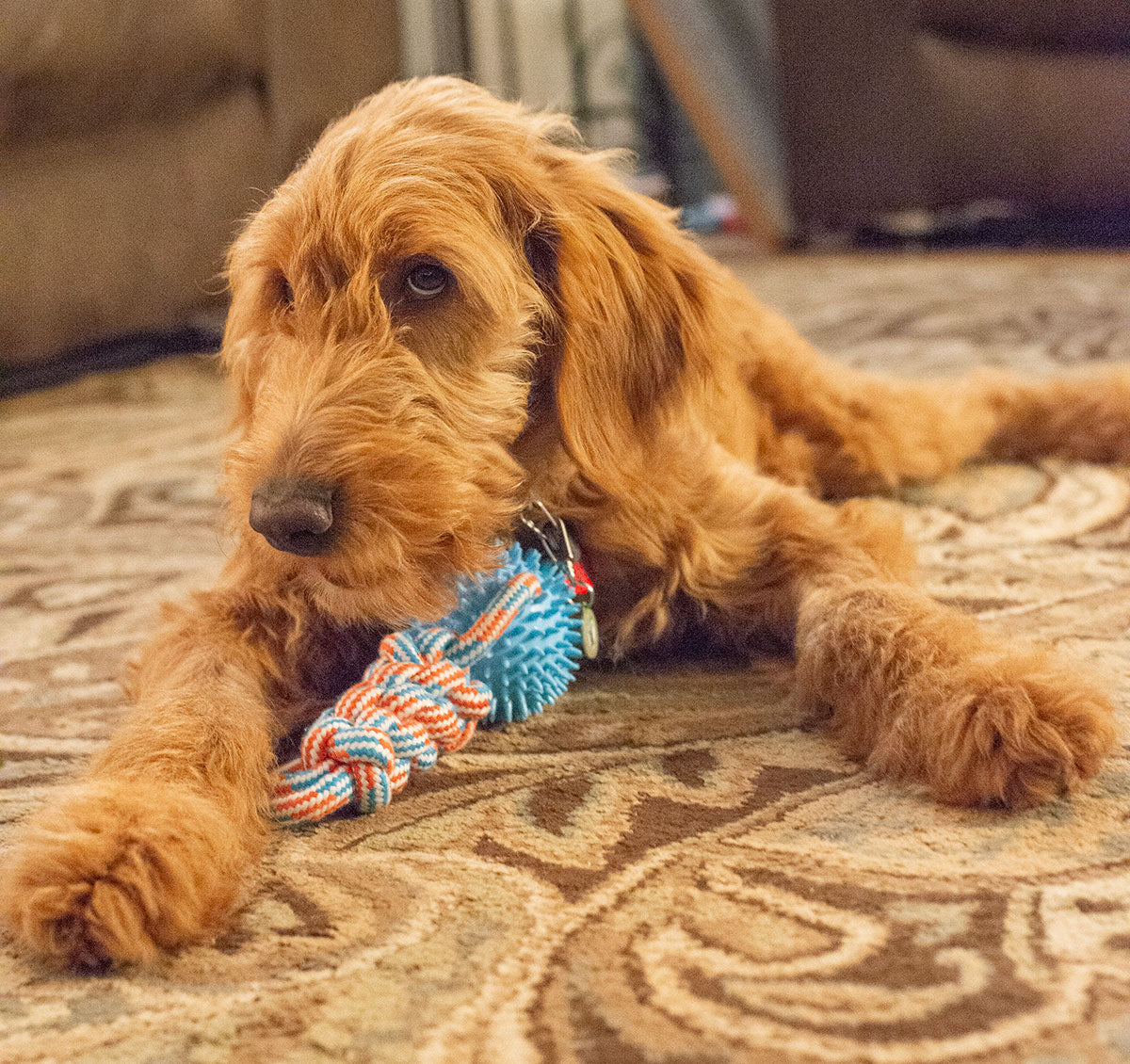 ThoozyPet Knotted Tug Rope Dog Toy with TPR Spike Ball Blue / Red 16"