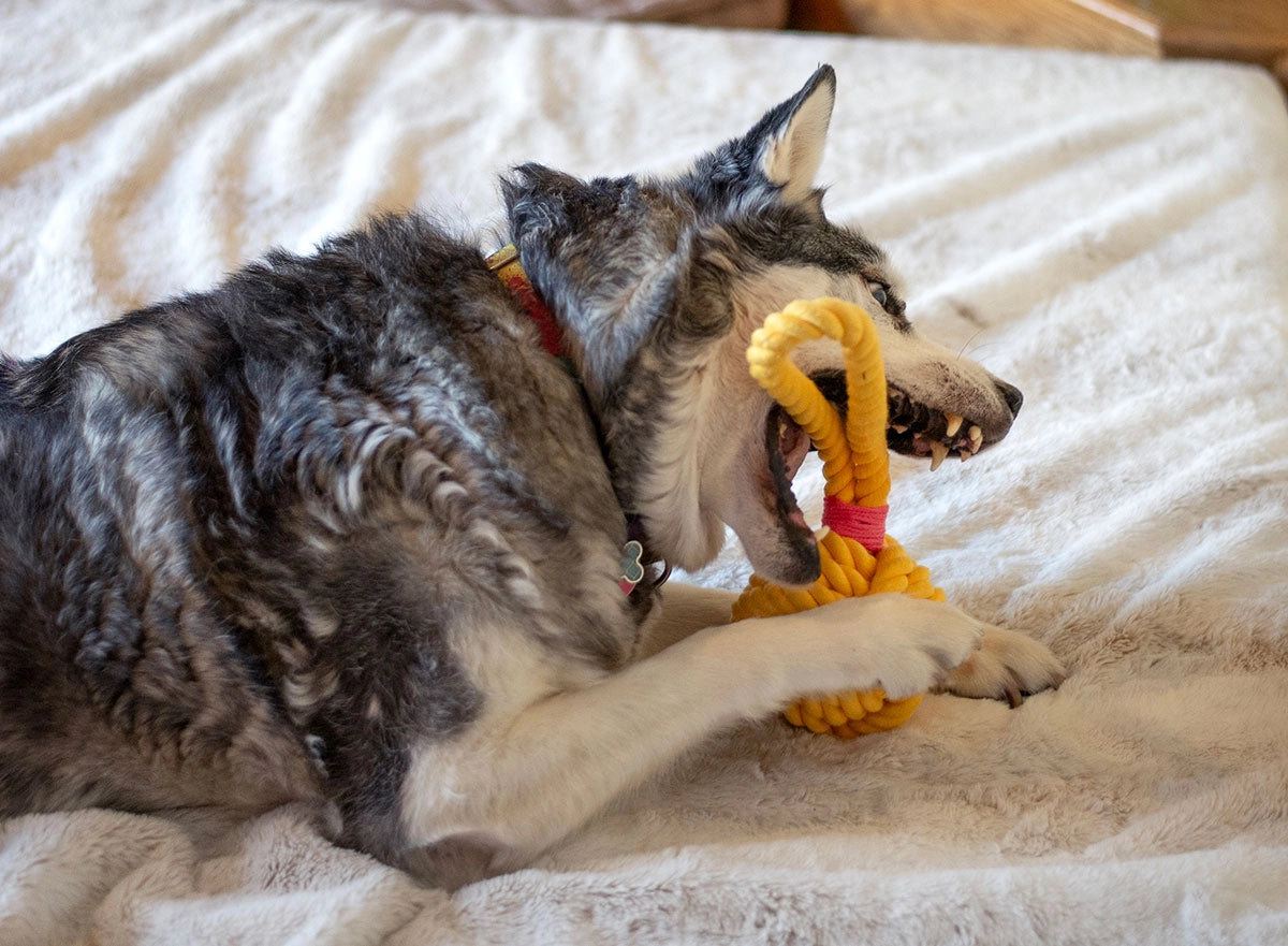 ThoozyPet Ball Tug Rope Dog Toy with Handle Yellow 5"