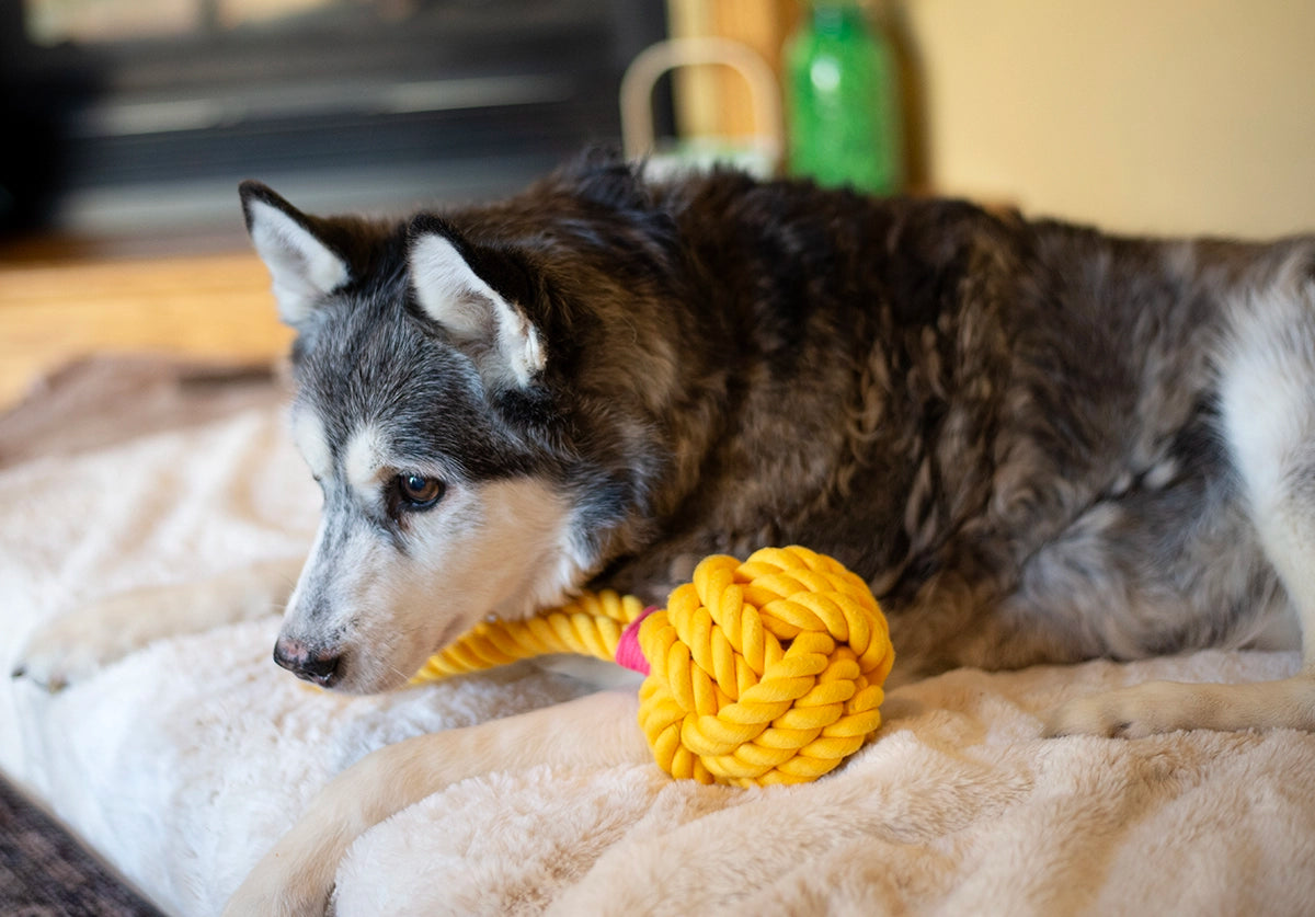 ThoozyPet Ball Tug Rope Dog Toy with Handle Yellow 5"