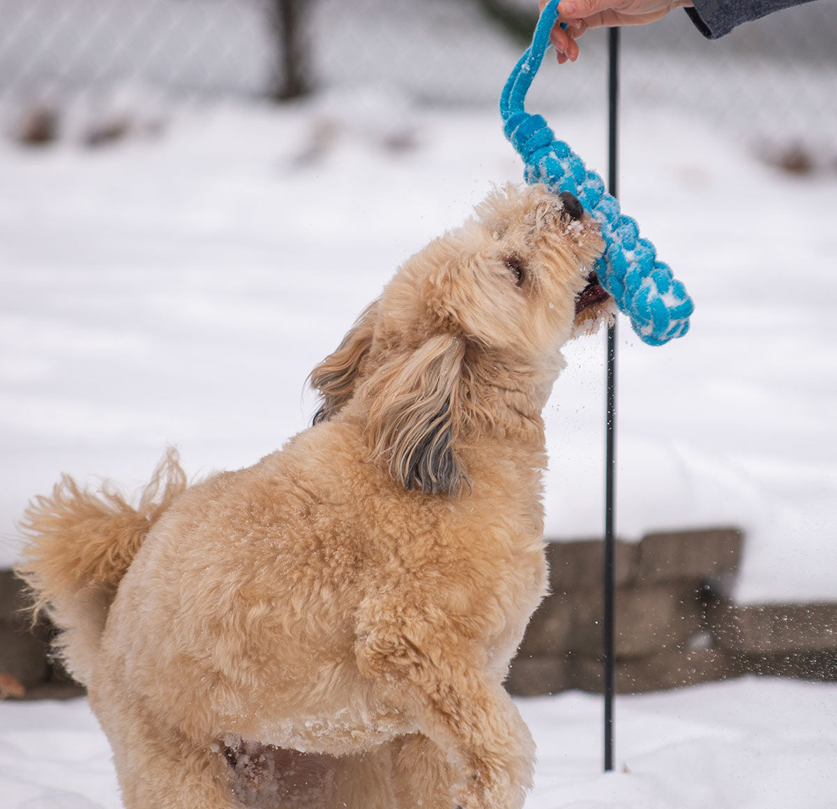 ThoozyPet Knotted Stick Rope Dog Toy with Handle Blue 11"