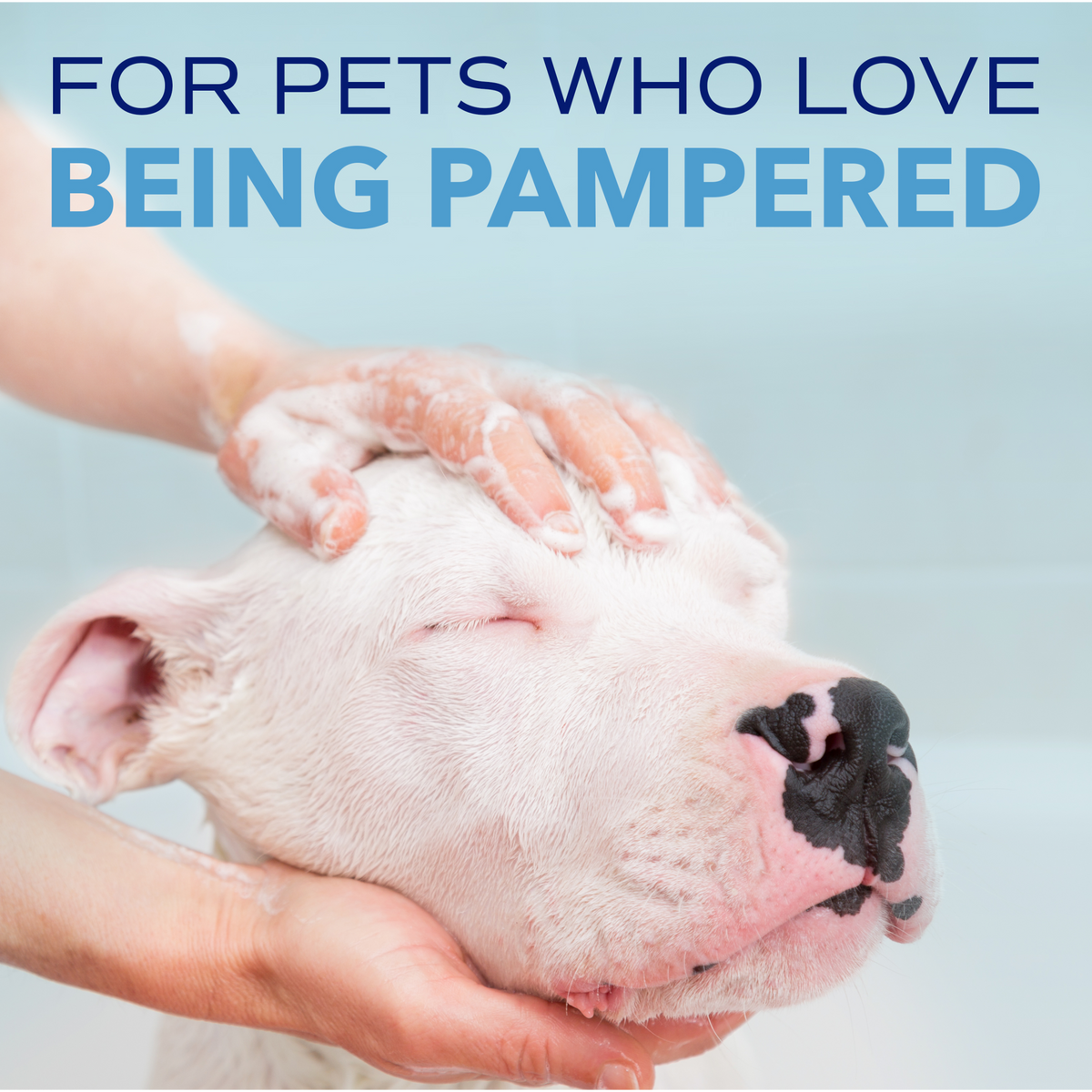 SPA by TropiClean Tear Stain Remover for Pets, 1 gal