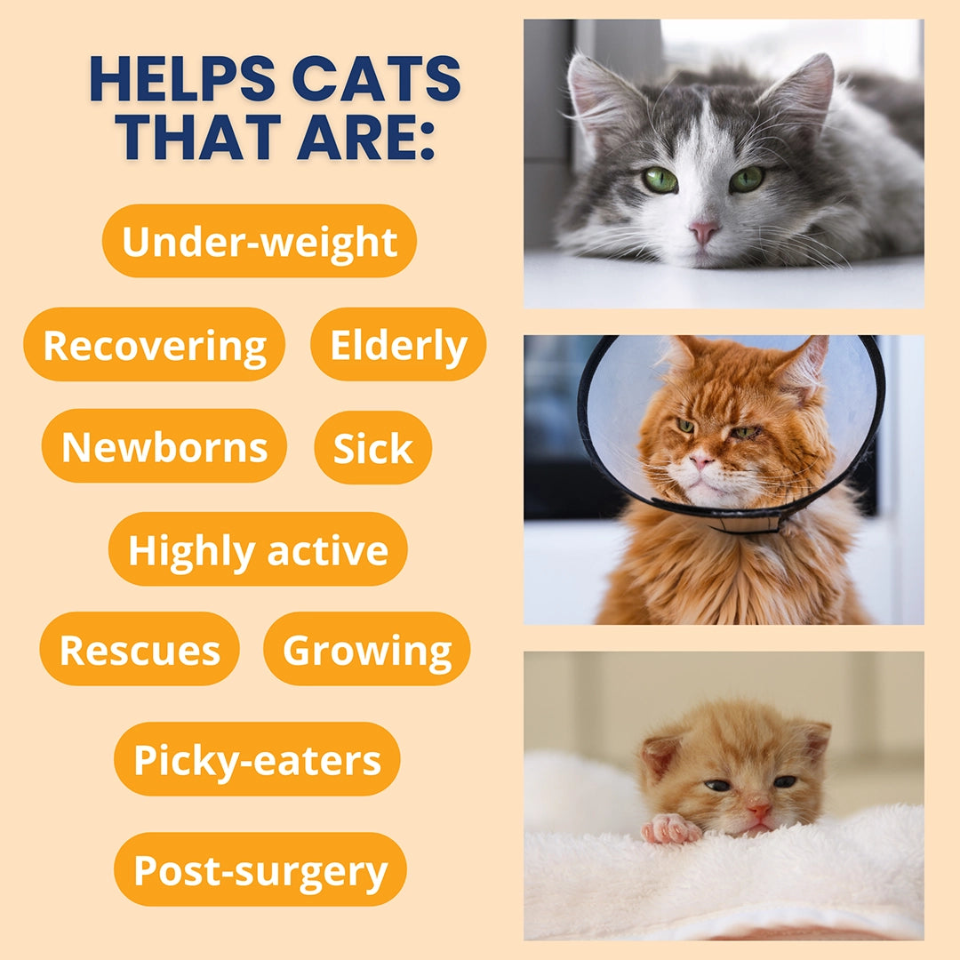 Under the Weather Ready Cal Plus w Electrolytes Squeezable for Cats 3.5oz