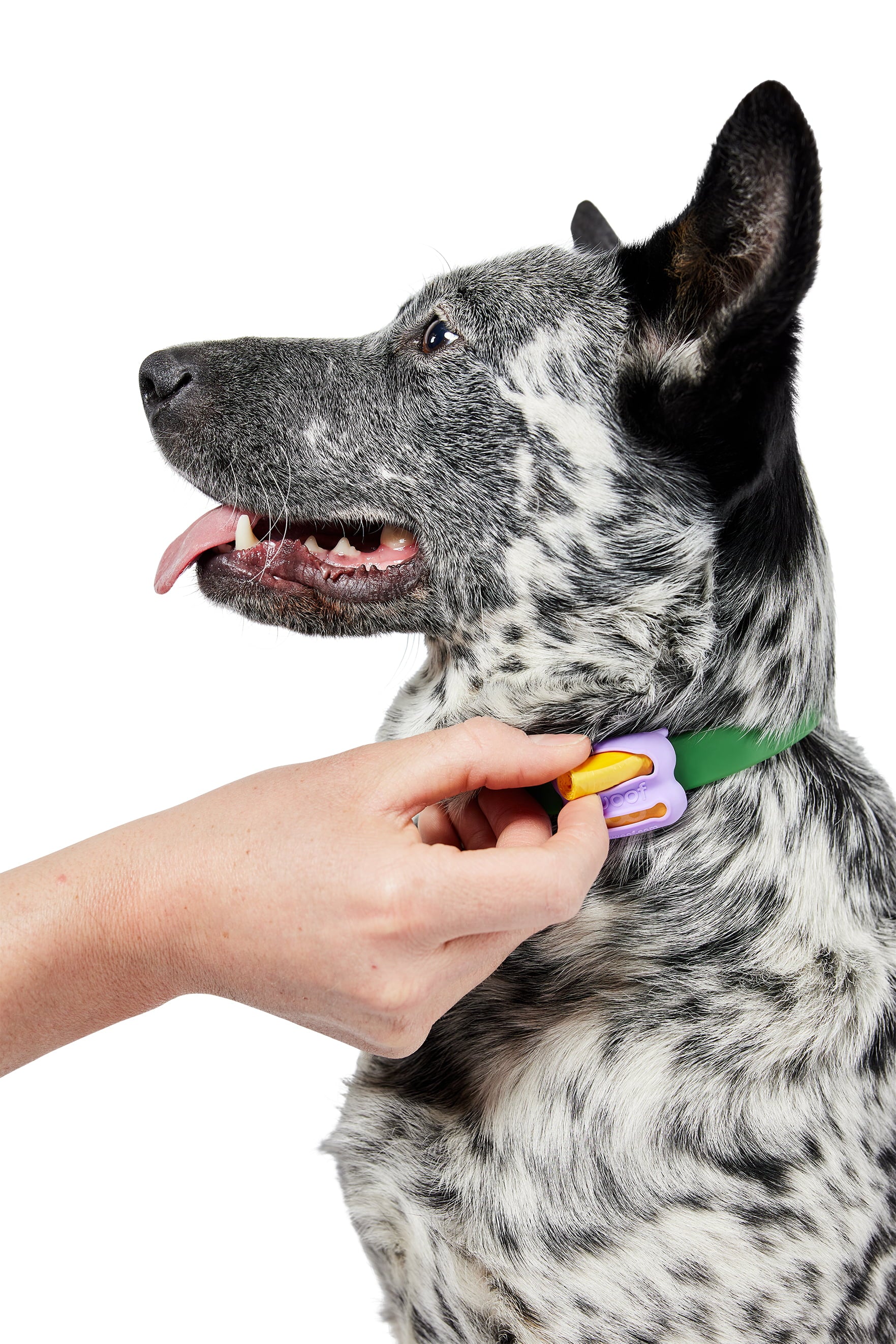 WOOF Poomergency Lavender