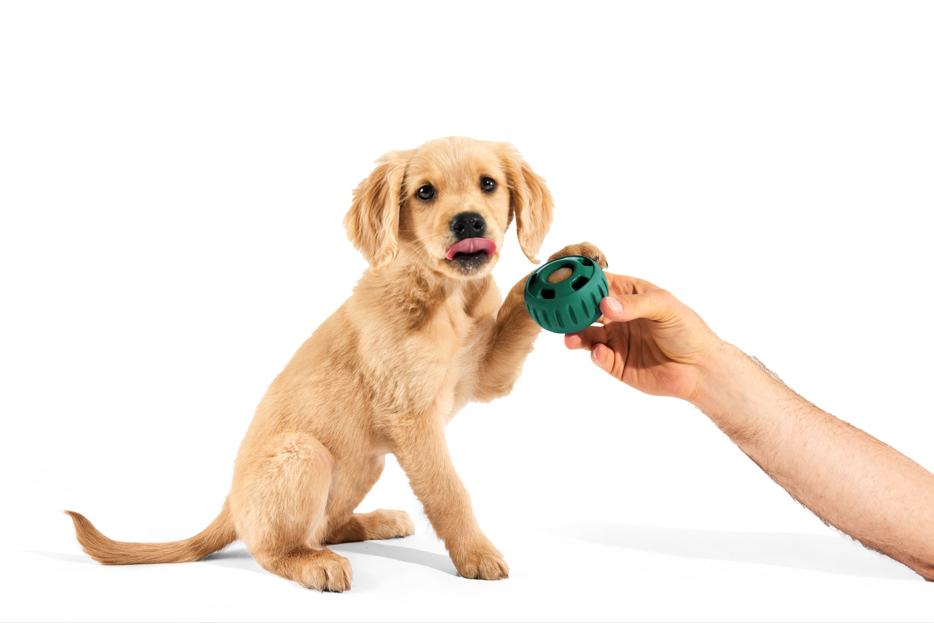 WOOF Pupsicle Green Small