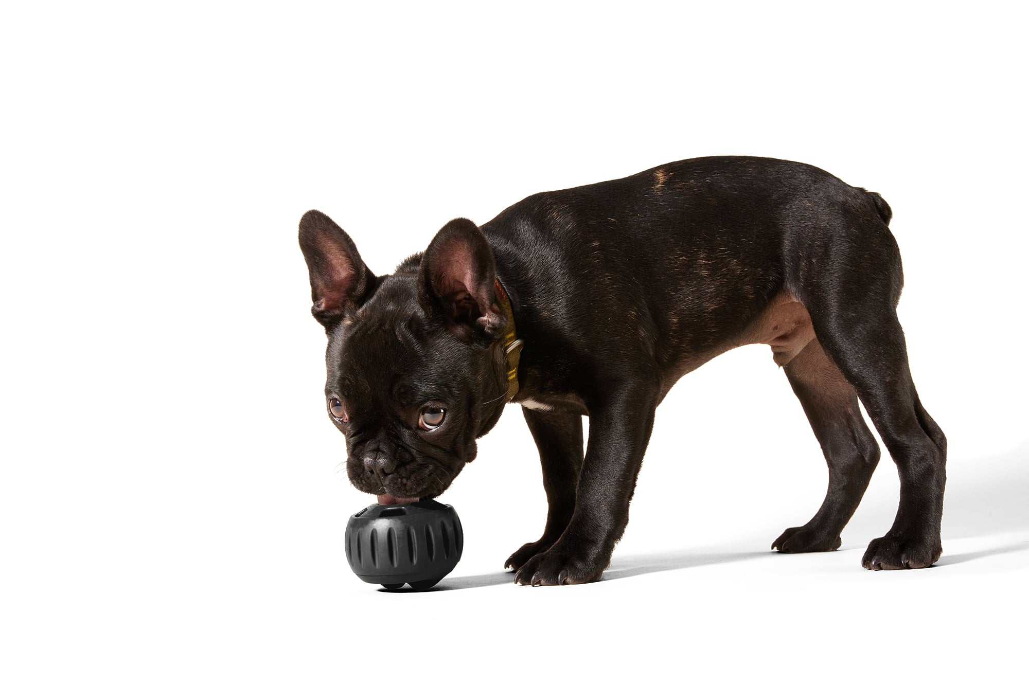 WOOF Pupsicle 'Power Chewer' Black Small