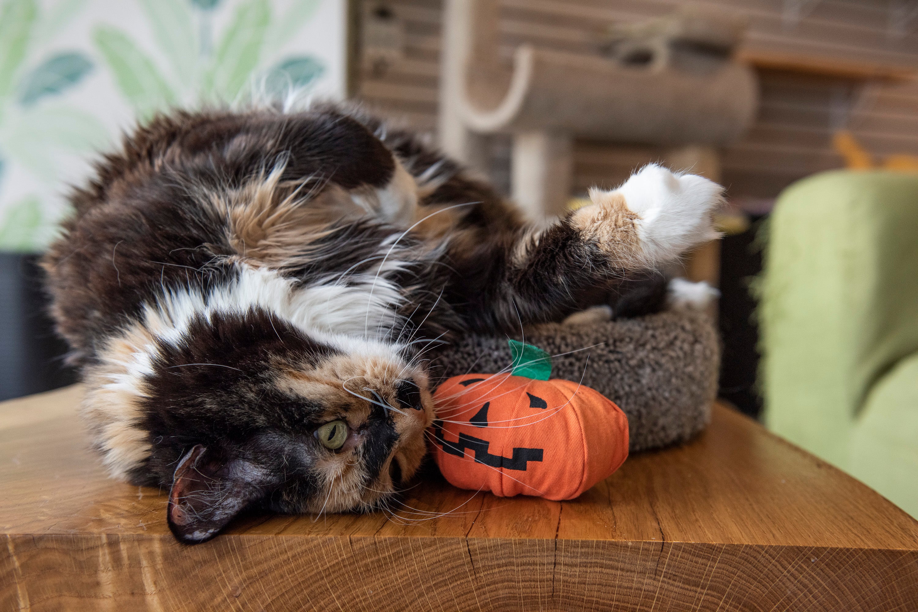 Yeowww!-loween Pumpkin