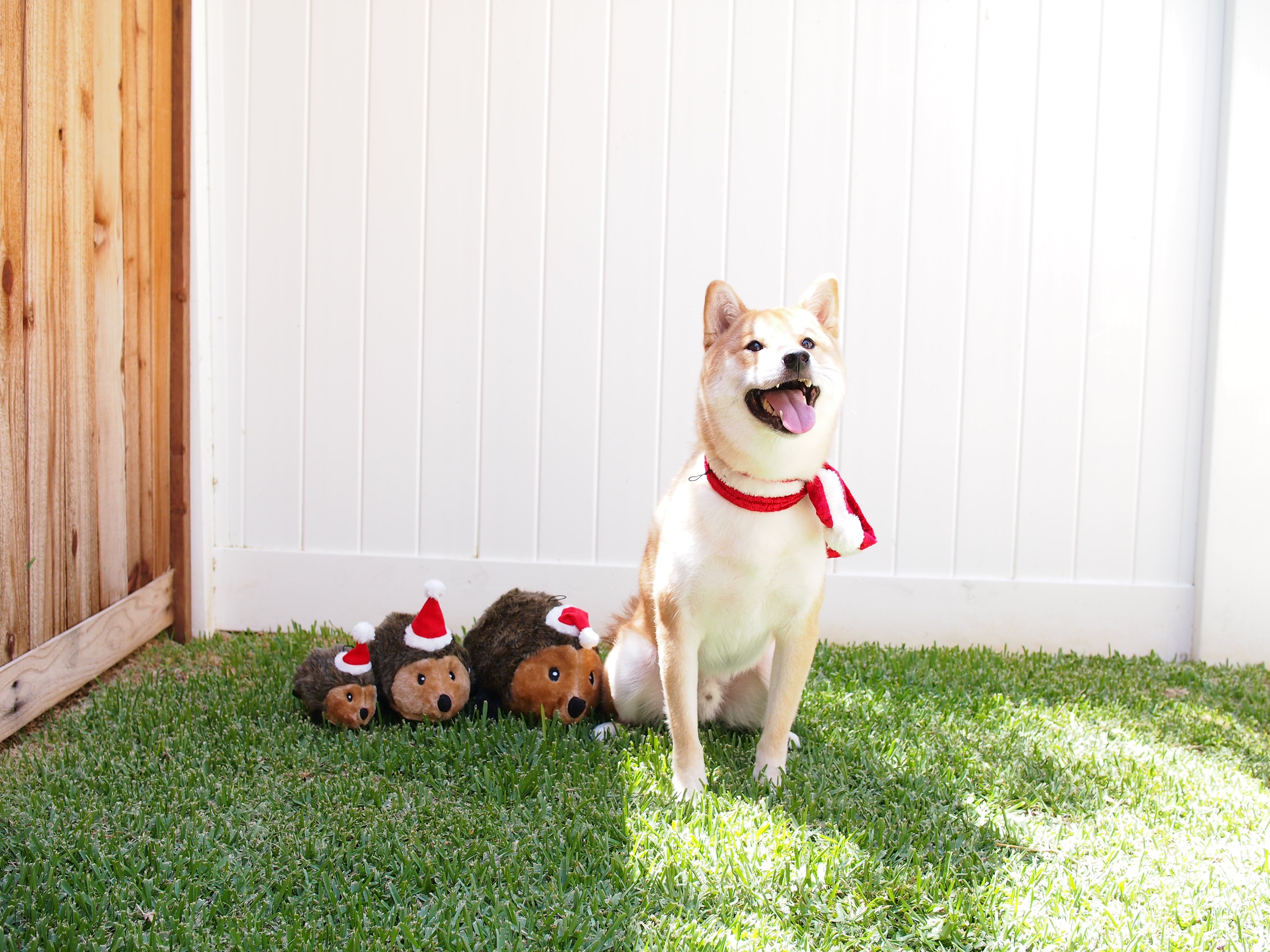 ZippyPaws Holiday Hedgehog Plush Dog Toy Small