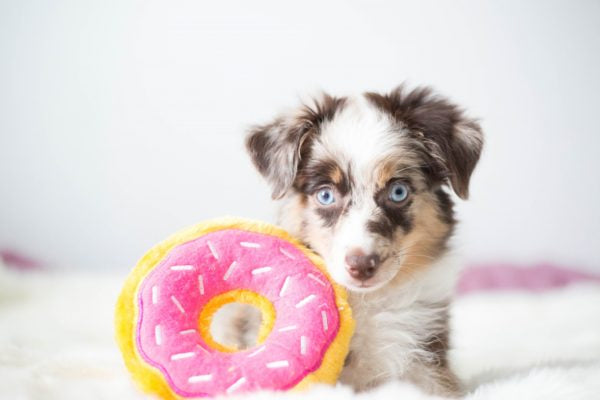 ZippyPaws Donutz Strawberry