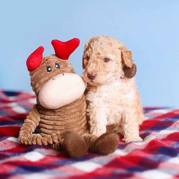 ZippyPaws Holiday Crinkle Reindeer Plush Dog Toy Small