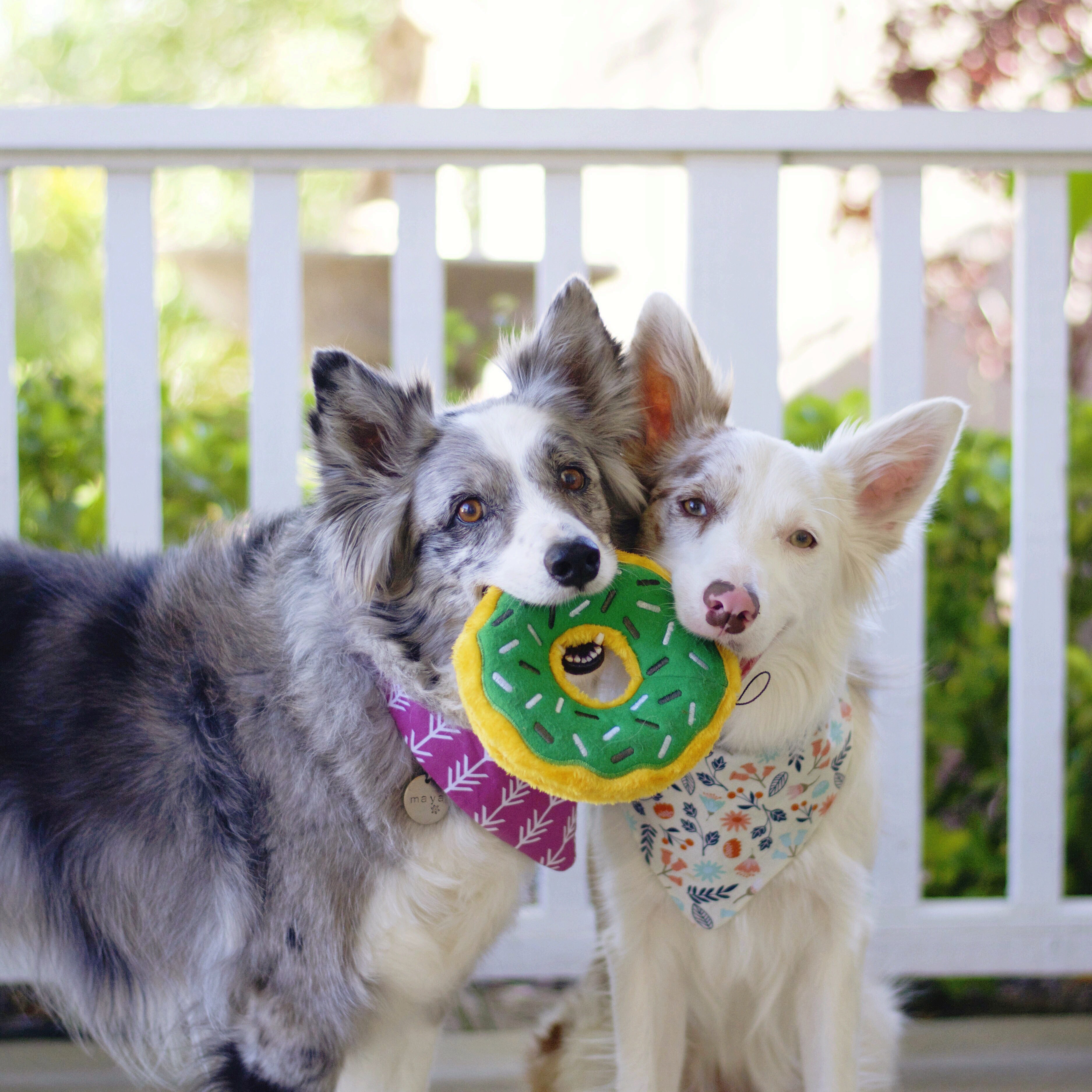 ZippyPaws Donutz Mint Chip Plush Dog Toy