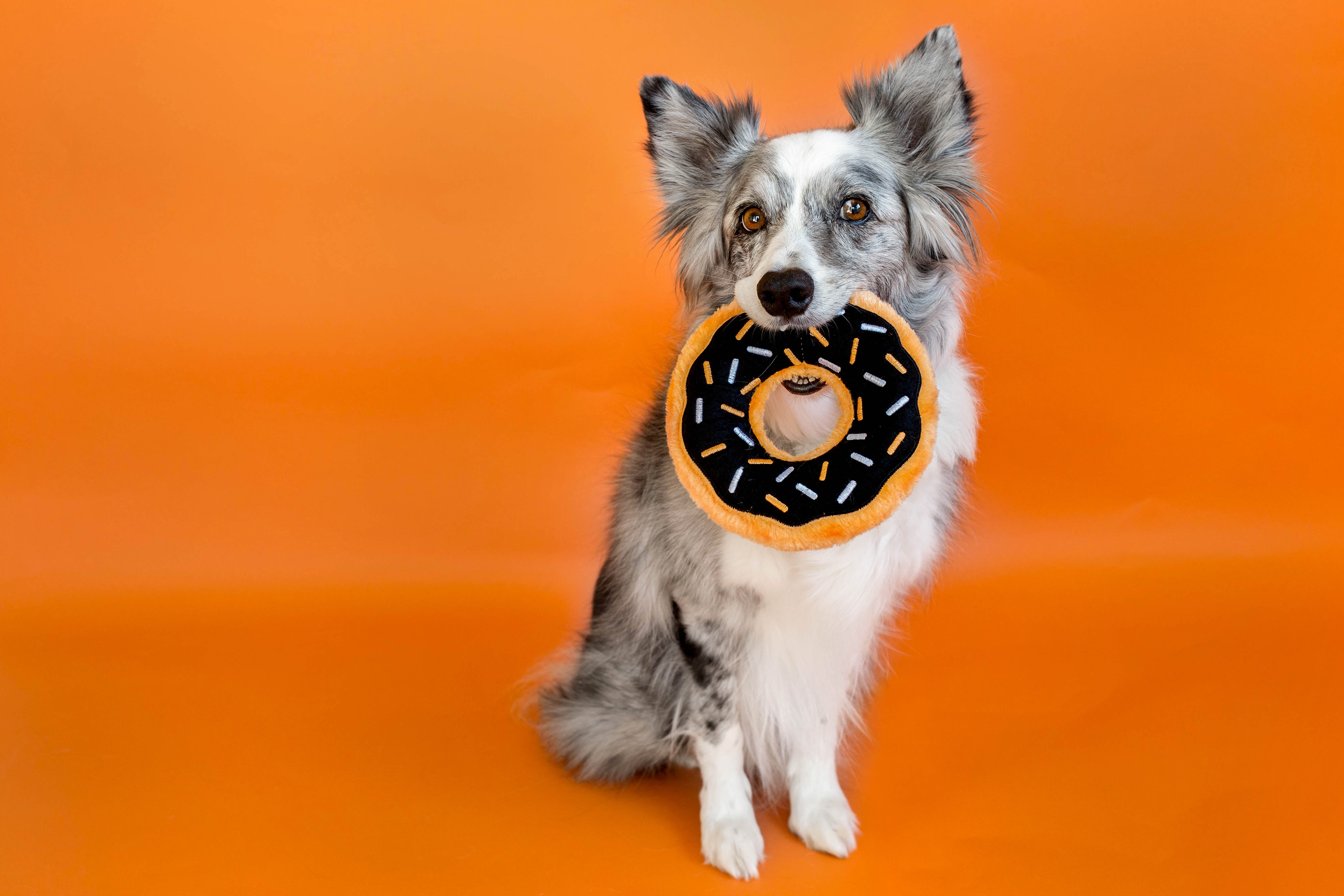 ZippyPaws Donutz Pumpkin Spice